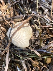 Cerastoderma edule