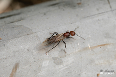 Camponotus nicobarensis
