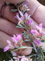 Indigofera brachystachya