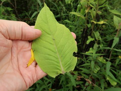 Silphium radula