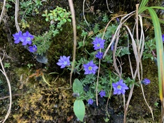 Gentiana