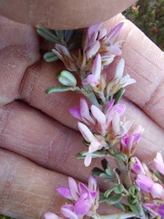 Indigofera brachystachya