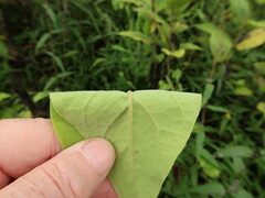 Silphium radula