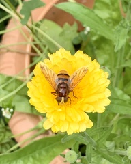 Volucella zonaria