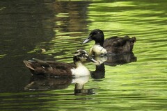 Anas platyrhynchos domesticus