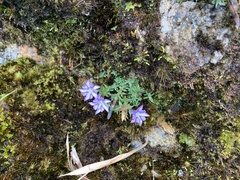 Gentiana