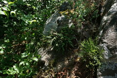 Asplenium septentrionale caucasicum