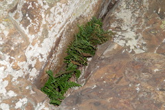 Asplenium billotii