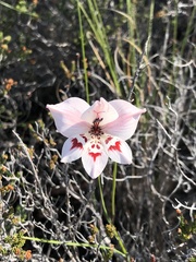 Gladiolus debilis