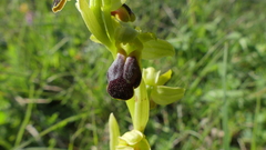 Ophrys fusca funerea