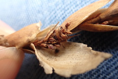 Elegia fistulosa