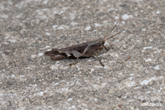 Catantopinae