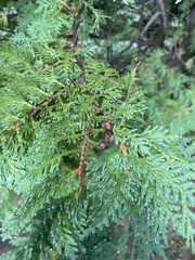 Thuja occidentalis