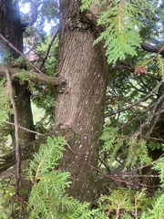 Thuja occidentalis
