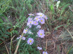 Aster altaicus