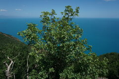 Pistacia atlantica mutica