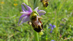 Ophrys scolopax