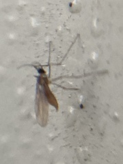 Sciaroidea