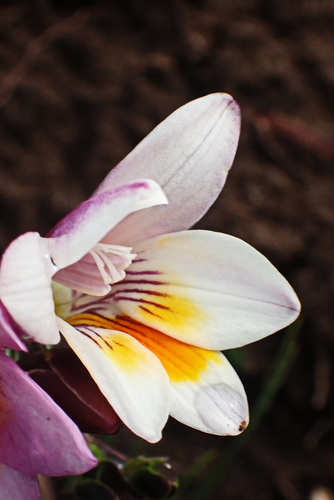 Freesia leichtlinii