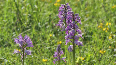 Orchis militaris