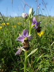 Ophrys scolopax