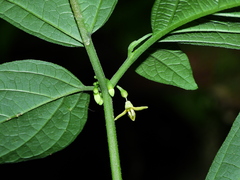Witheringia solanacea