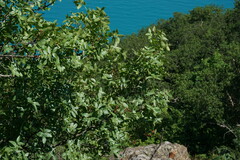 Pistacia atlantica mutica