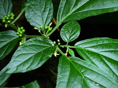 Witheringia solanacea