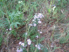 Aster altaicus