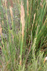 Elegia fistulosa