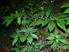 Witheringia solanacea