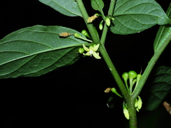 Witheringia solanacea