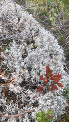 Cladonia rangiferina