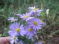 Aster altaicus