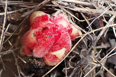 Hyobanche robusta