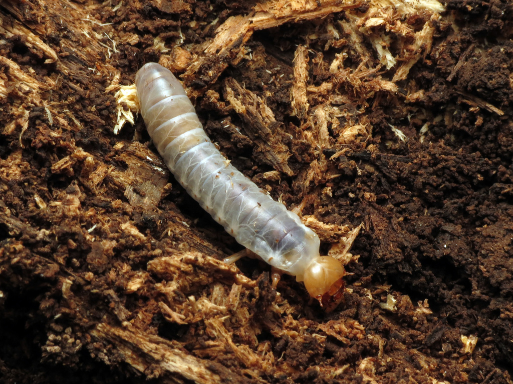 Bess beetle (Odontotaenius disjunctus)