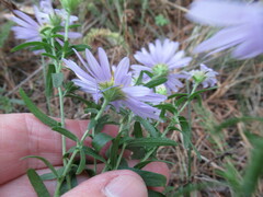 Aster altaicus