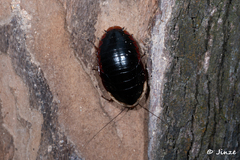 Opisthoplatia orientalis