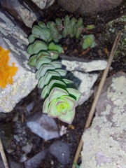 Crassula rupestris