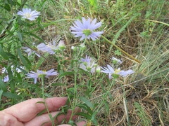 Aster altaicus