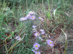 Aster altaicus
