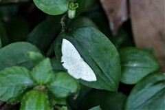 Idaea trisetata
