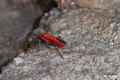 Antilochus nigripes
