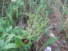 Potentilla longifolia