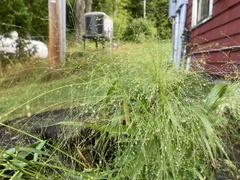 Panicum philadelphicum