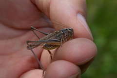 Platycleis albopunctata