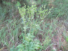 Potentilla longifolia