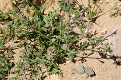 Lepidium lasiocarpum
