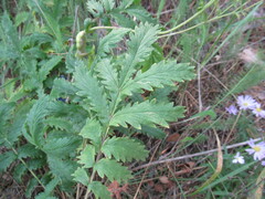 Potentilla longifolia