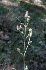 Silene viridiflora